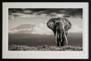 Buy William Fortescue wildlife photograph African Elephant Michael Limited Edition