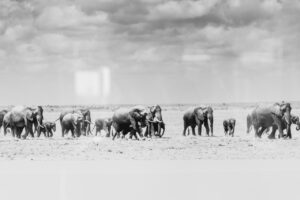 William Fortescue photograph mount kilimanjaro africa elephants herd monochrome collectable print rare for sale