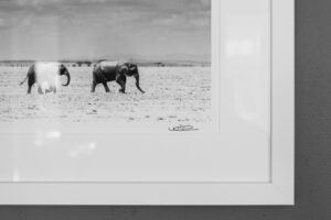 William Fortescue photograph mount kilimanjaro africa elephants herd monochrome collectable print rare for sale