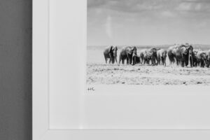 William Fortescue photograph mount kilimanjaro africa elephants herd monochrome collectable print rare for sale