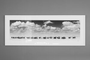 William Fortescue photograph mount kilimanjaro africa elephants herd monochrome collectable print rare for sale