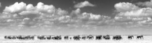 William Fortescue photograph mount kilimanjaro africa elephants herd monochrome collectable print rare for sale